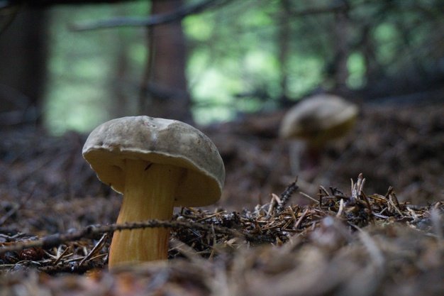 mushroom grows in your bathroom