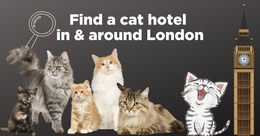 Find a cat hotel in around London catteries