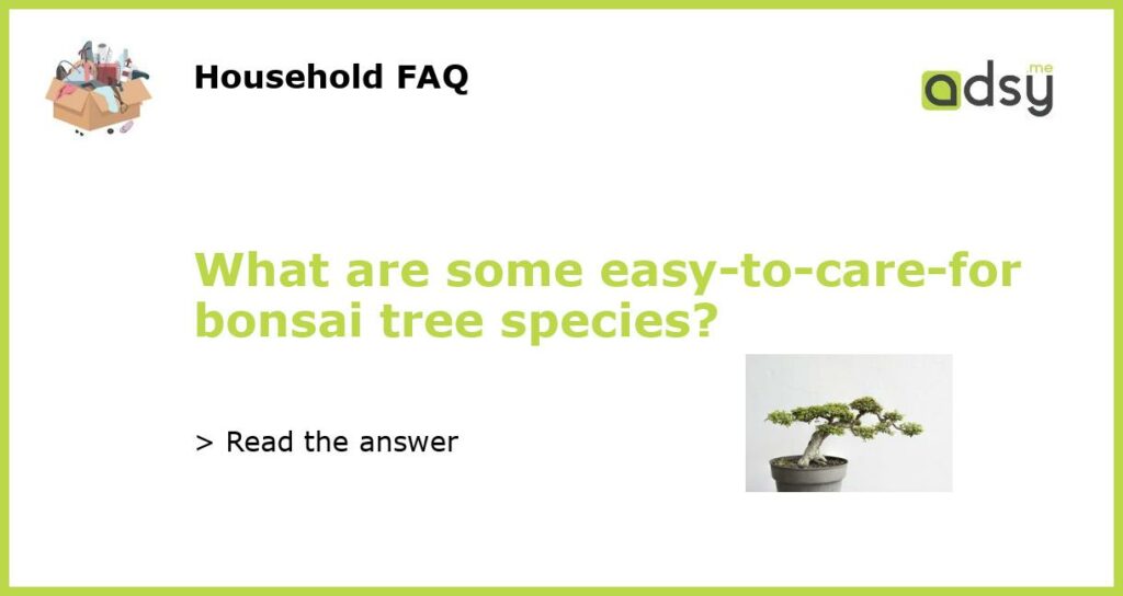 What are some easy to care for bonsai tree species featured