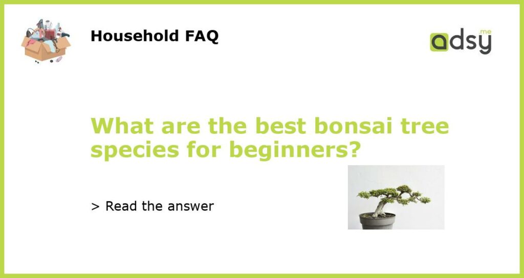 What are the best bonsai tree species for beginners featured