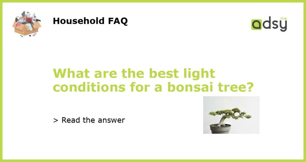 What are the best light conditions for a bonsai tree featured