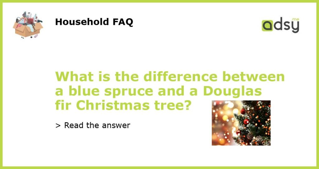 What is the difference between a blue spruce and a Douglas fir Christmas tree featured