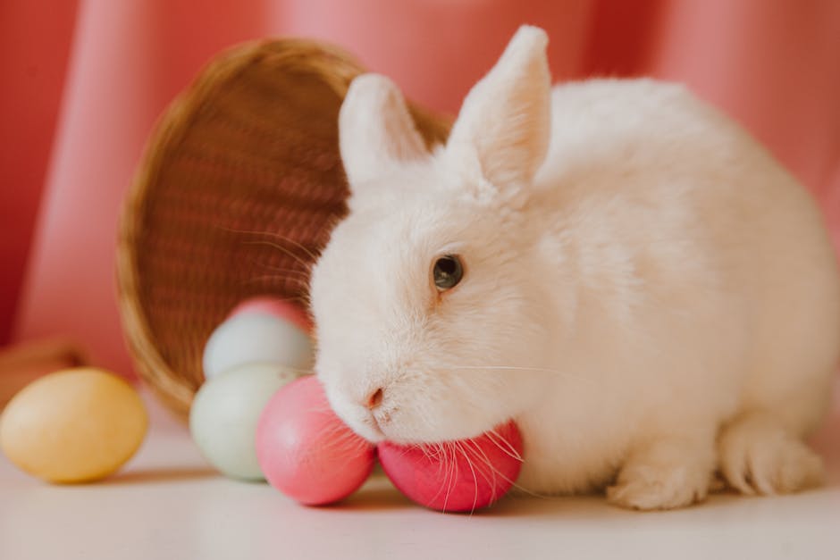 DIY pet grooming