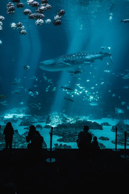 Georgia Aquarium whale sharks