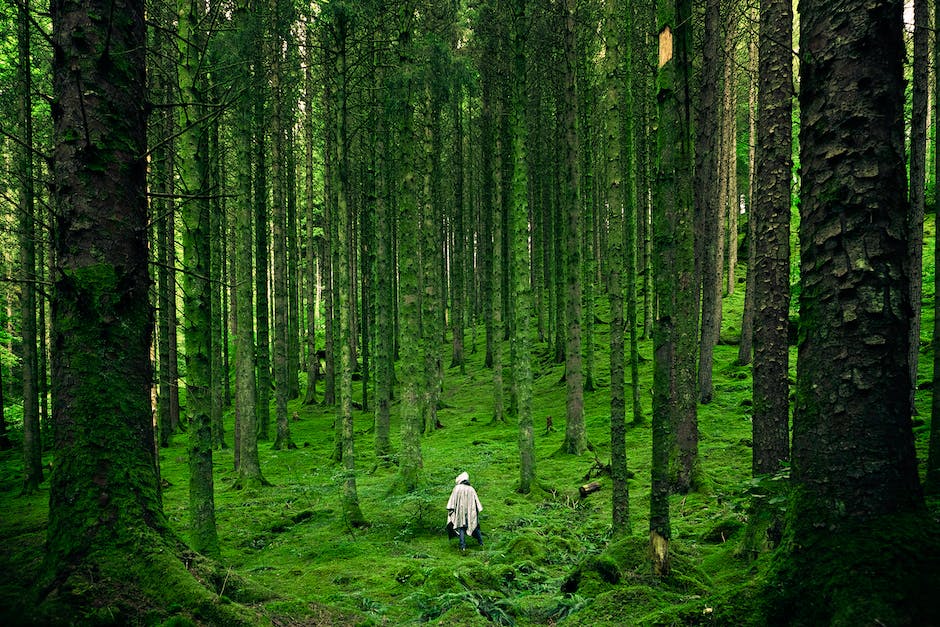 Nature reclaiming ghost towns