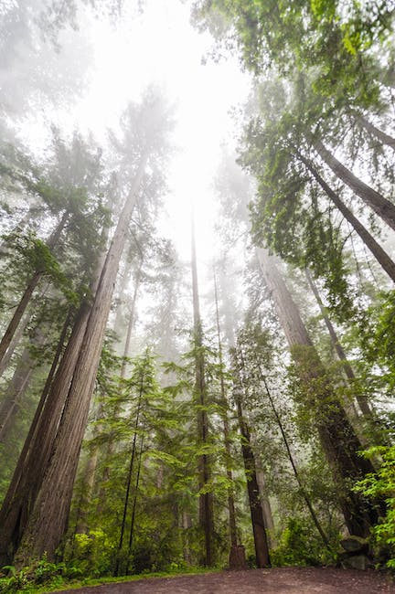 Redwood Monastery California