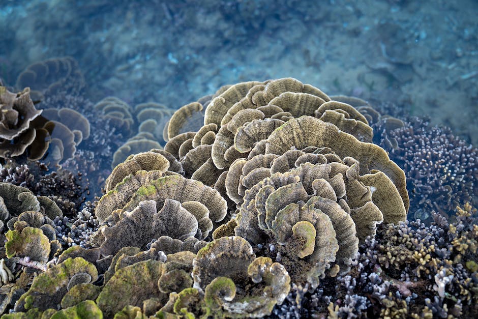 Underwater hotels offering breathtaking views of marine life