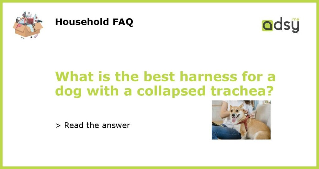 What is the best harness for a dog with a collapsed trachea featured
