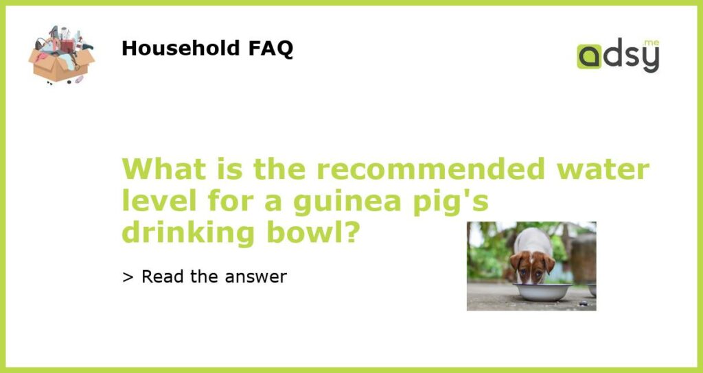 What is the recommended water level for a guinea pigs drinking bowl featured