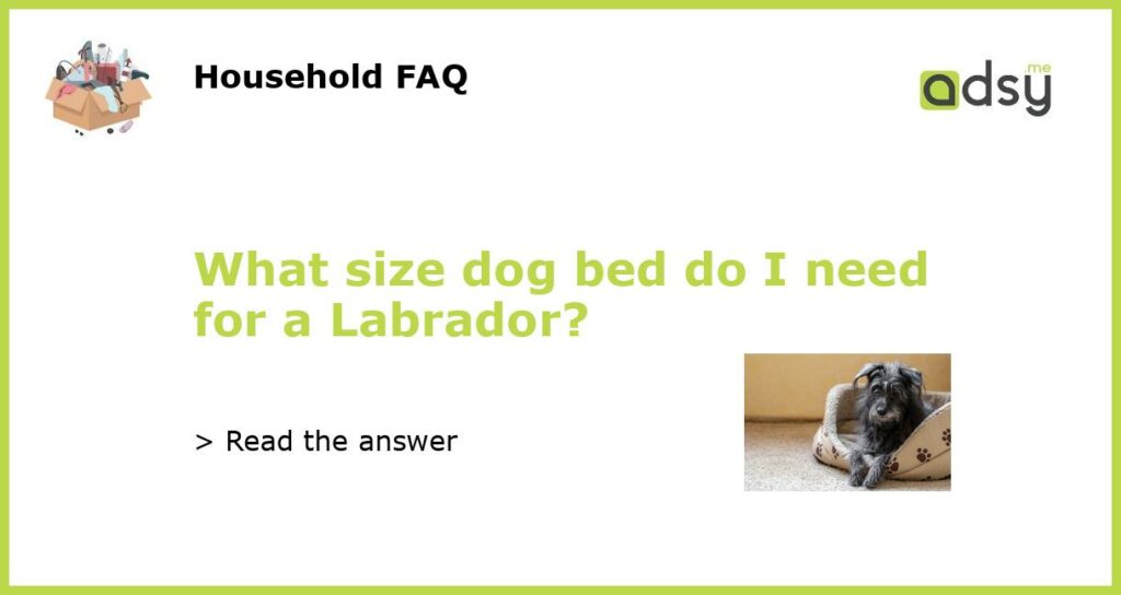 What size dog bed do I need for a Labrador featured