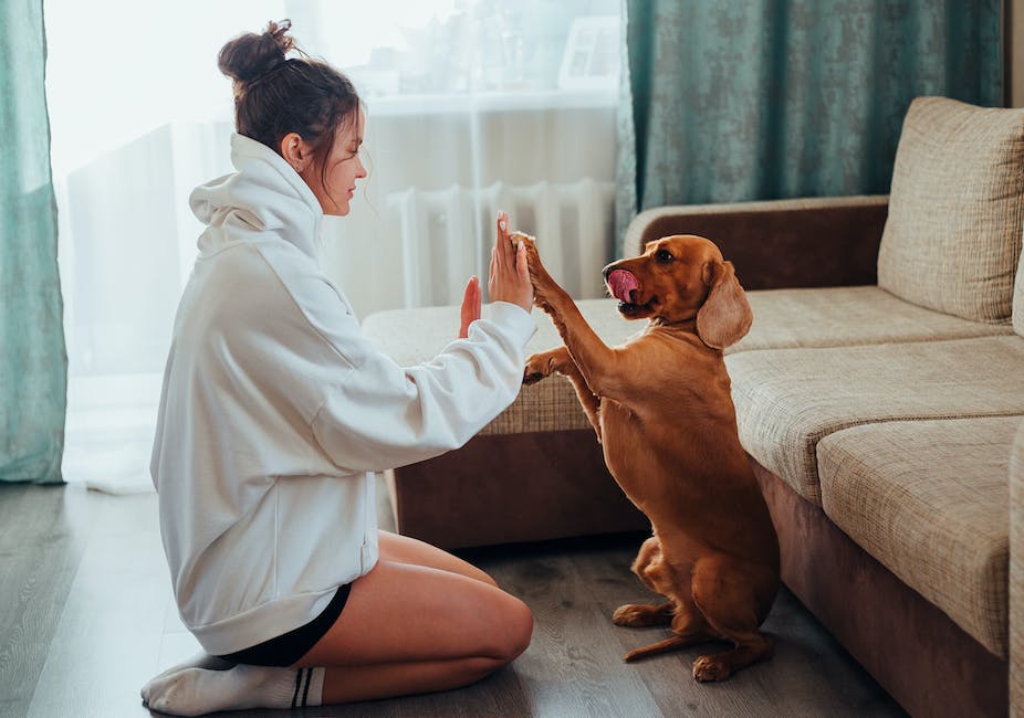 pet interaction with other passengers