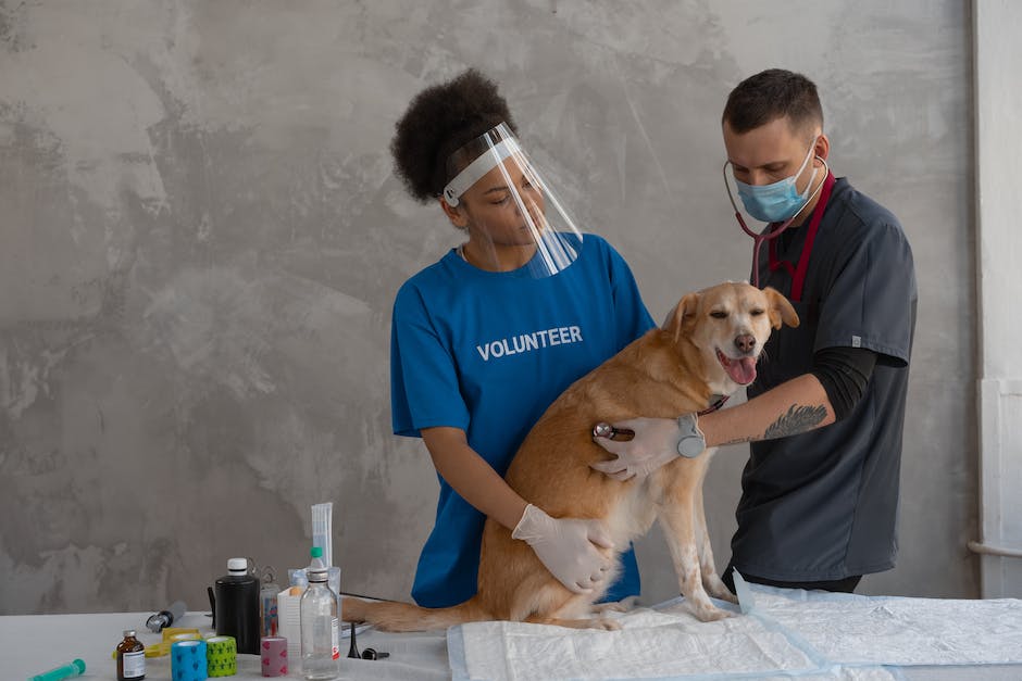 vet check-up for pets