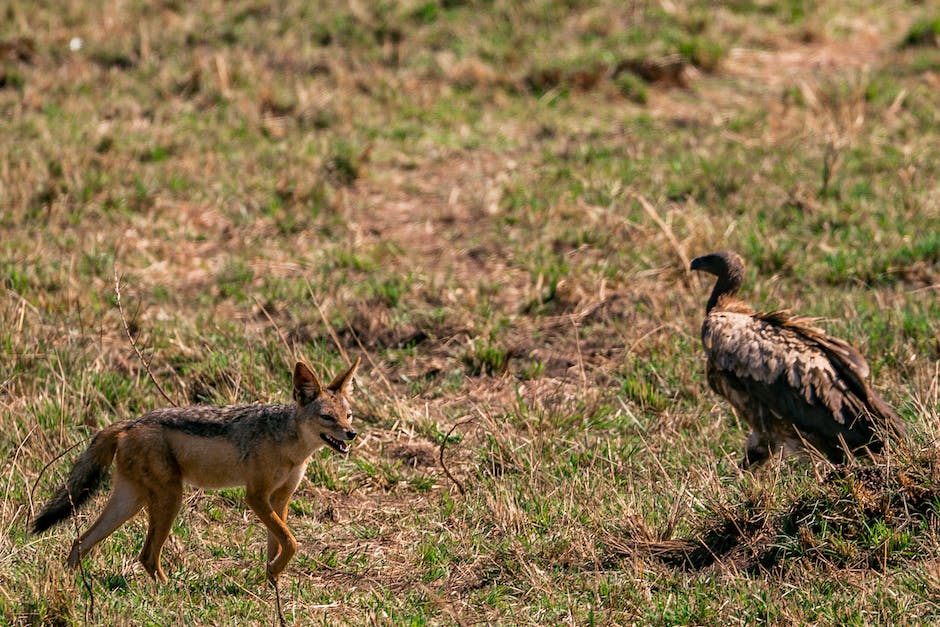 wildlife encounters