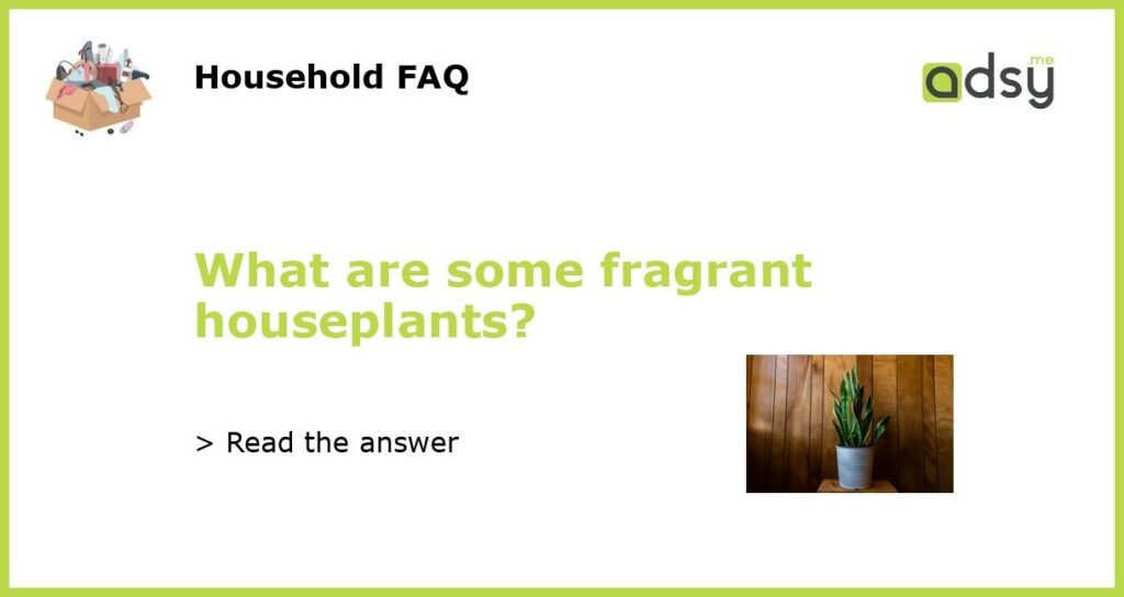 What are some fragrant houseplants featured