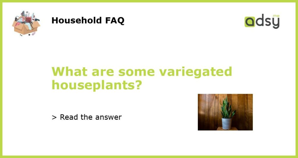 What are some variegated houseplants featured