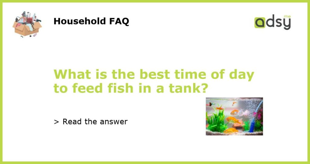 What is the best time of day to feed fish in a tank featured