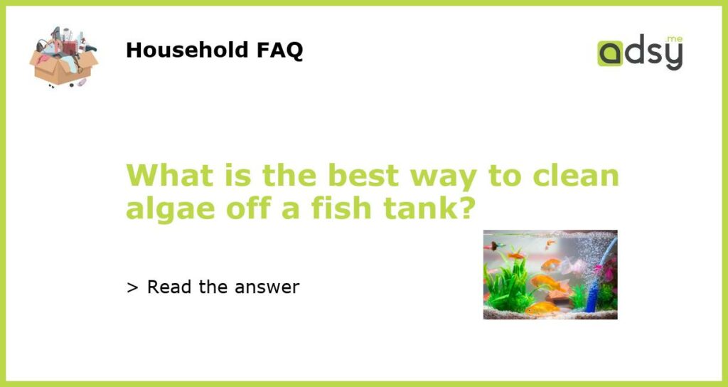 What is the best way to clean algae off a fish tank featured