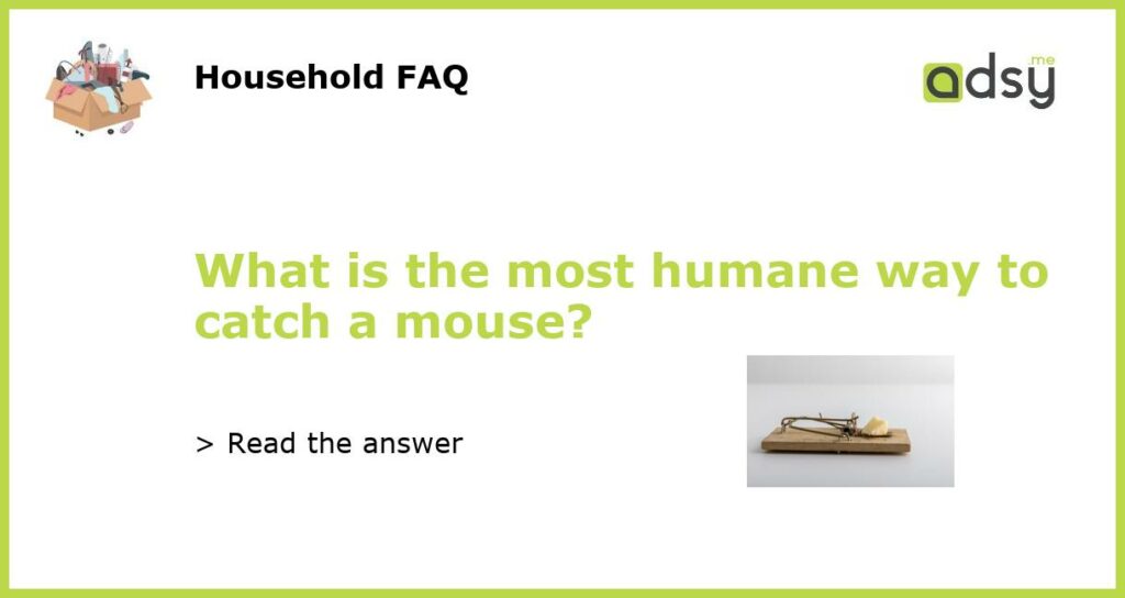 What is the most humane way to catch a mouse featured