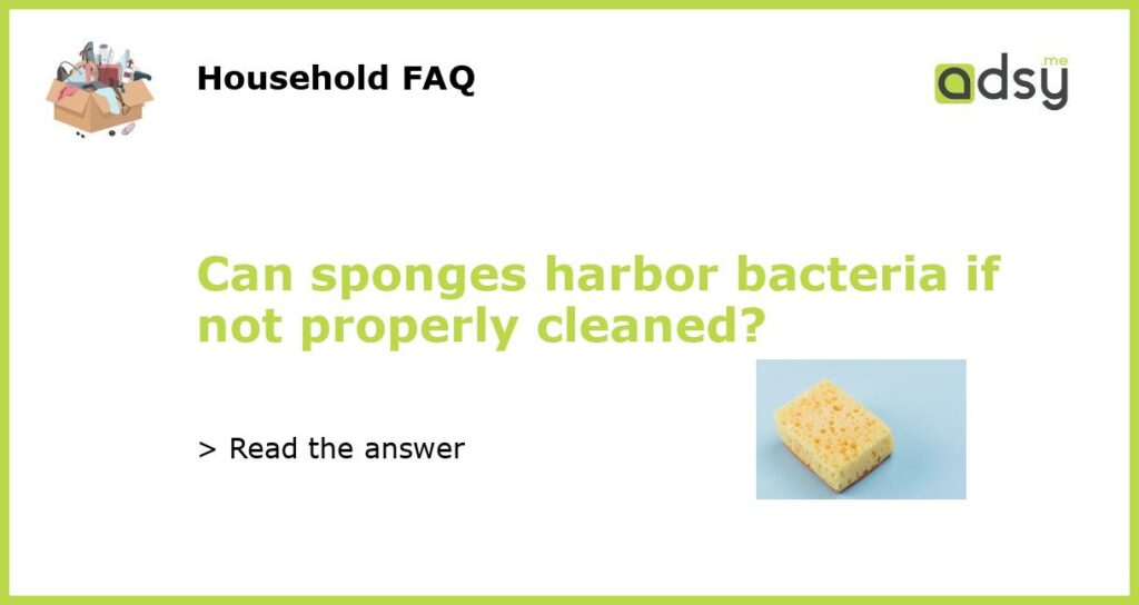 Can sponges harbor bacteria if not properly cleaned?