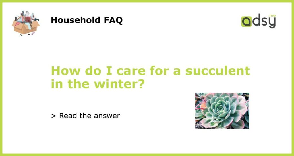 How do I care for a succulent in the winter featured