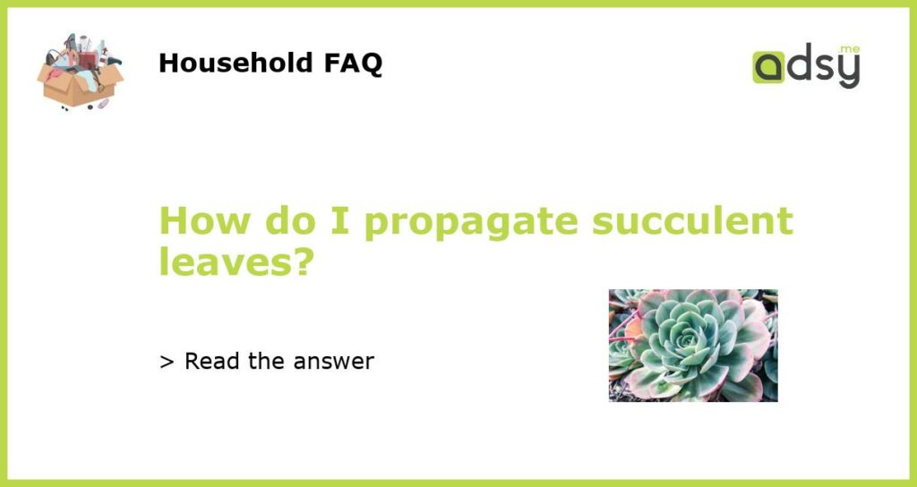 How do I propagate succulent leaves?