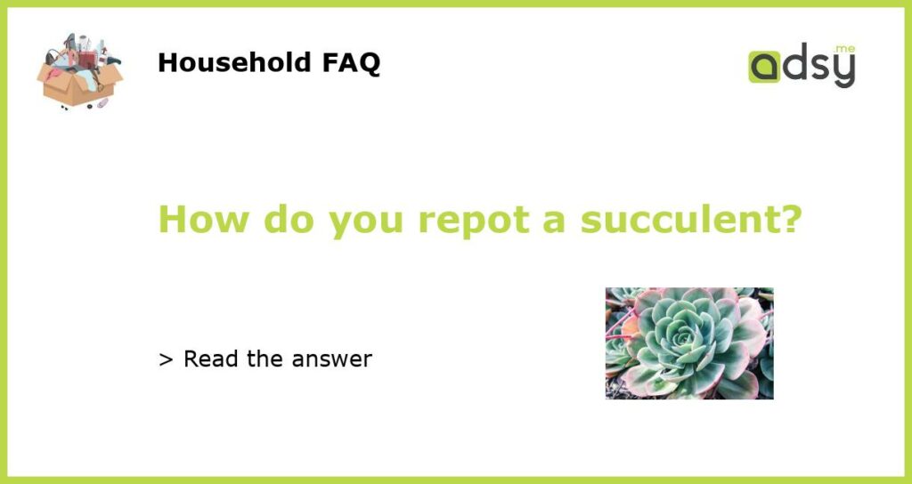 How do you repot a succulent?