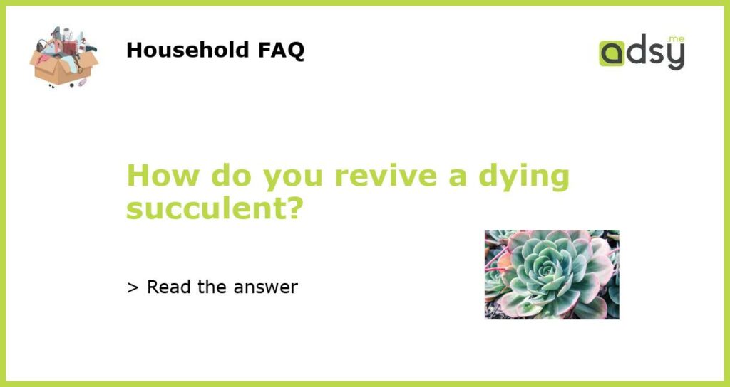 How do you revive a dying succulent?