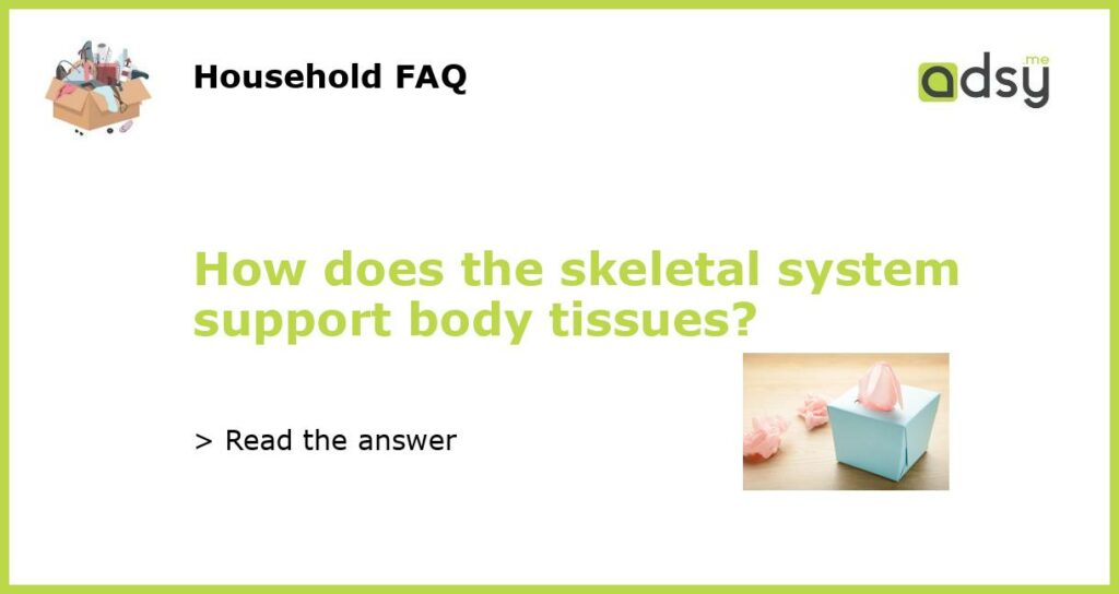 How does the skeletal system support body tissues featured