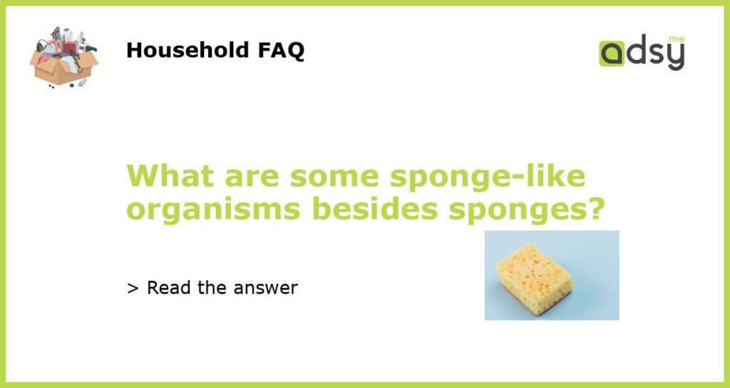 What are some sponge like organisms besides sponges featured