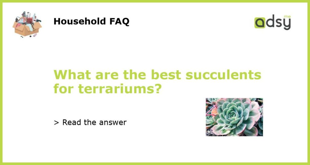 What are the best succulents for terrariums featured