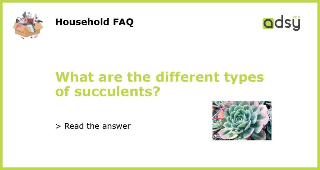 What are the different types of succulents?