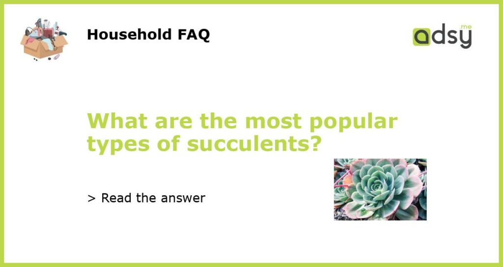 What are the most popular types of succulents featured