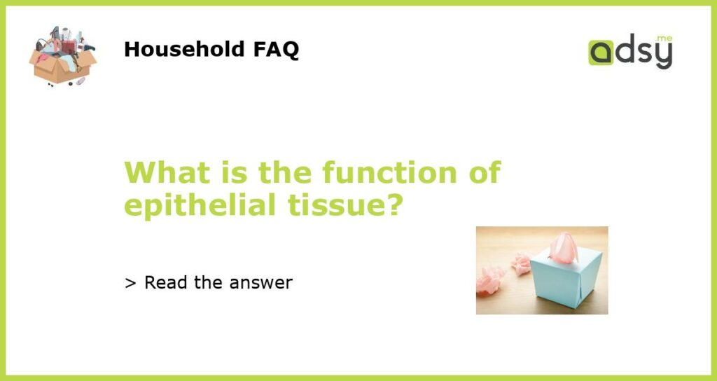 What is the function of epithelial tissue?