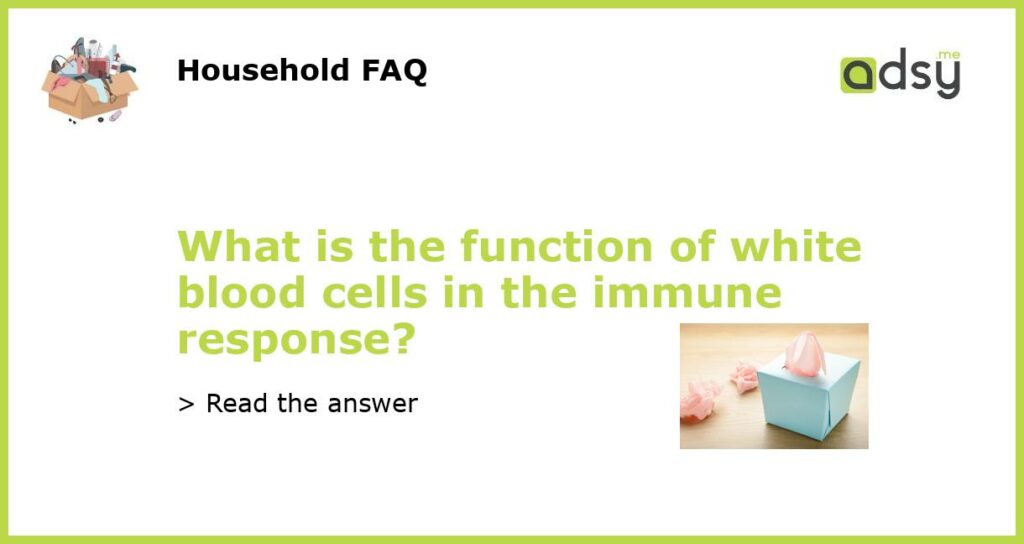 What is the function of white blood cells in the immune response featured