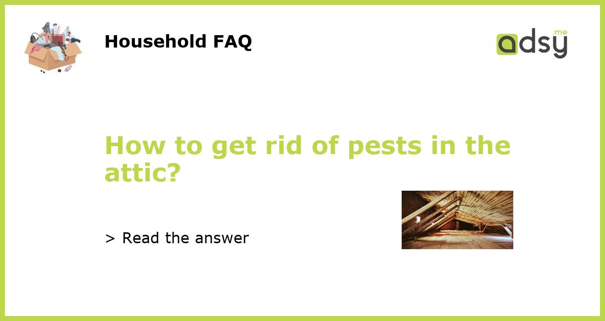 How to get rid of pests in the attic?